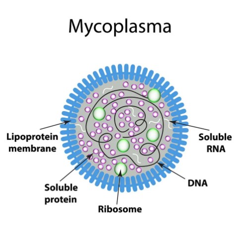 마이코플라즈마(Mycoplasma)균